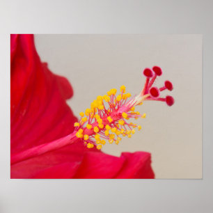 Affiche Hibiscus rouge gros plan sur pistil et étamines