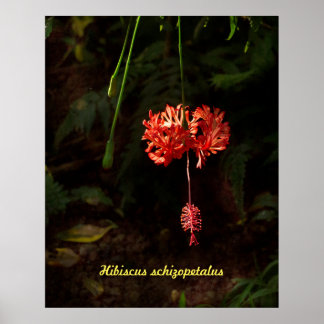 Affiche Hibiscus schizopetalus - Lanterne japonaise