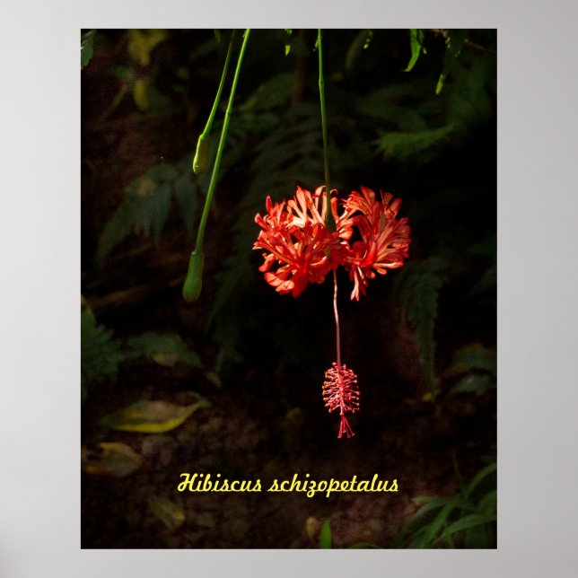 Affiche Hibiscus schizopetalus - Lanterne japonaise (Devant)
