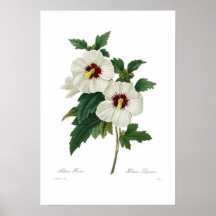 Affiche Hibiscus syriacus