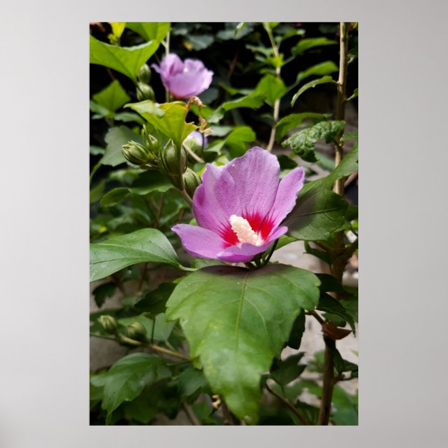 Affiche Hibiscus syriacus Aphrodite Arbuste , rose Fleurir (Devant)