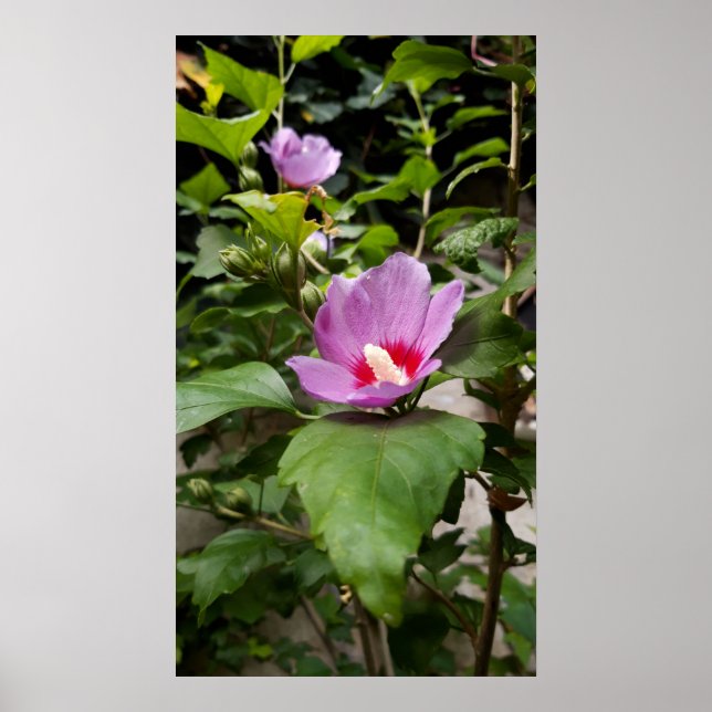Affiche Hibiscus syriacus Aphrodite Shrub, Fleur rose (Devant)