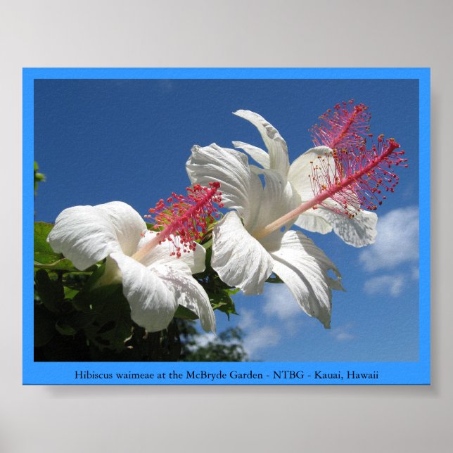 Affiche Hibiscus waimeae à McBryde Garden - NTBG - Kauai (Devant)