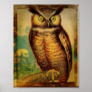 Affiche Hibou