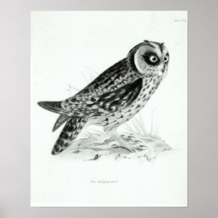 Affiche Hibou