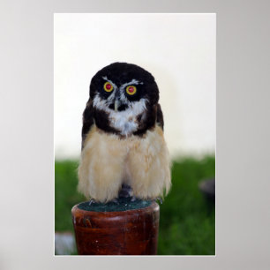 Affiche Hibou à lunettes
