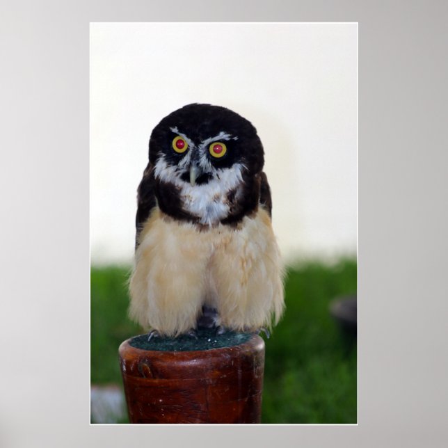 Affiche Hibou à lunettes (Devant)