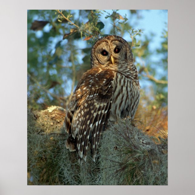 Affiche Hibou barré perché dans de la mousse espagnole (Devant)