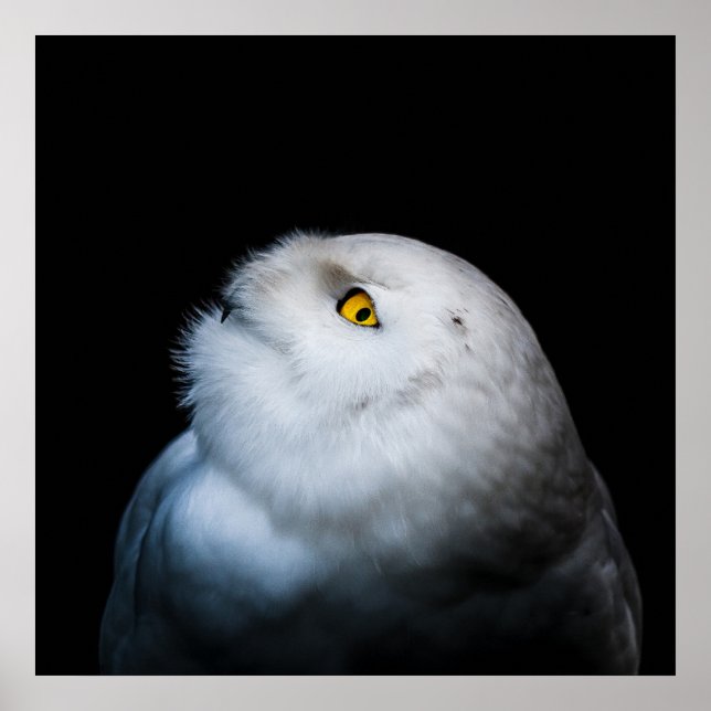 Affiche Hibou blanc d'hiver (Devant)