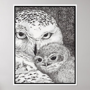 Affiche Hibou blanc et bébé hibou