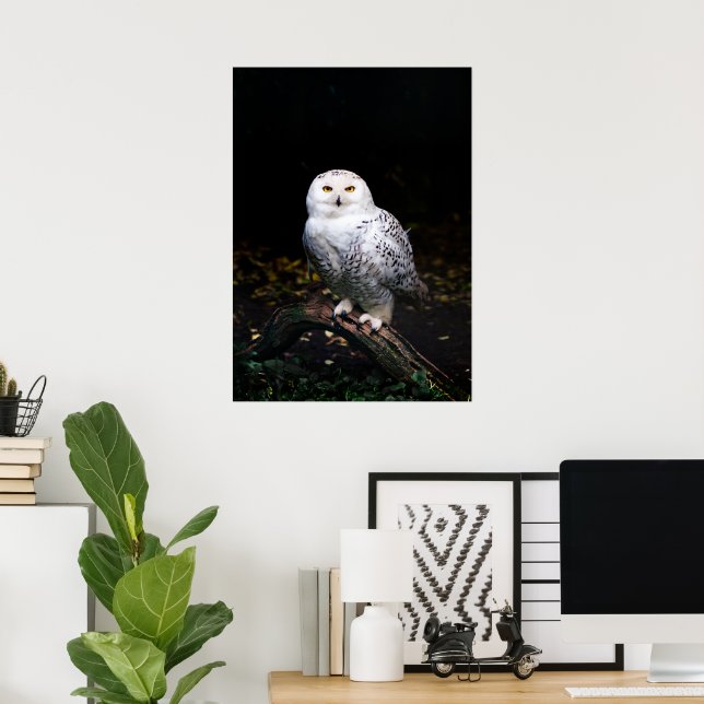 Affiche Hibou blanc majestueux d'hiver (Bureau à domicile)