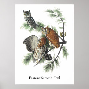Affiche Hibou de cri strident oriental, John Audubon