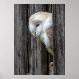 Affiche Hibou de grange somnolent