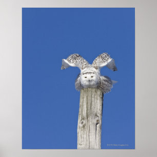 Affiche Hibou de Milou sur un poteau, préparant pour
