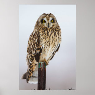 Affiche Hibou des marais sur poteau de clôture