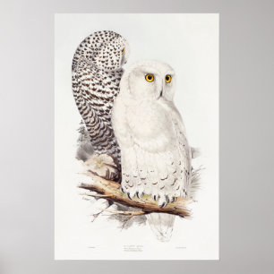Affiche Hibou des neiges (1832–1837)