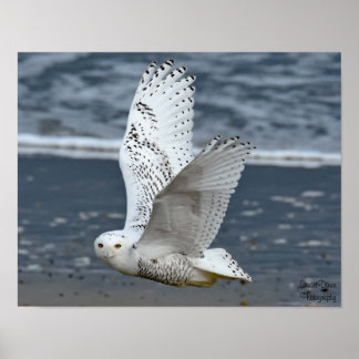 Affiche Hibou des neiges sur la plage 