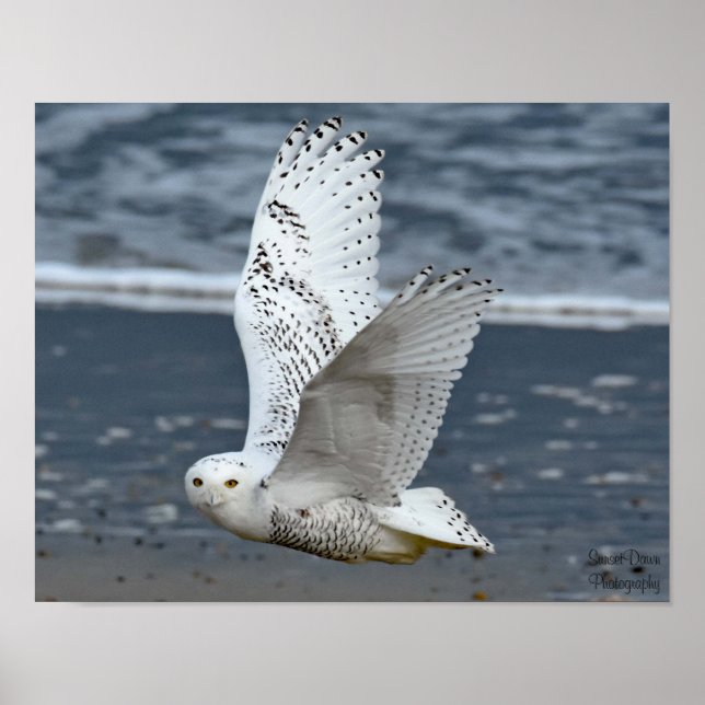 Affiche Hibou des neiges sur la plage  (Devant)