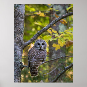 Affiche Hibou moyen-duc en automne Comté d'Alger, MI
