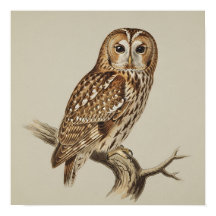 Hibou moyen-duc perché sur une branche