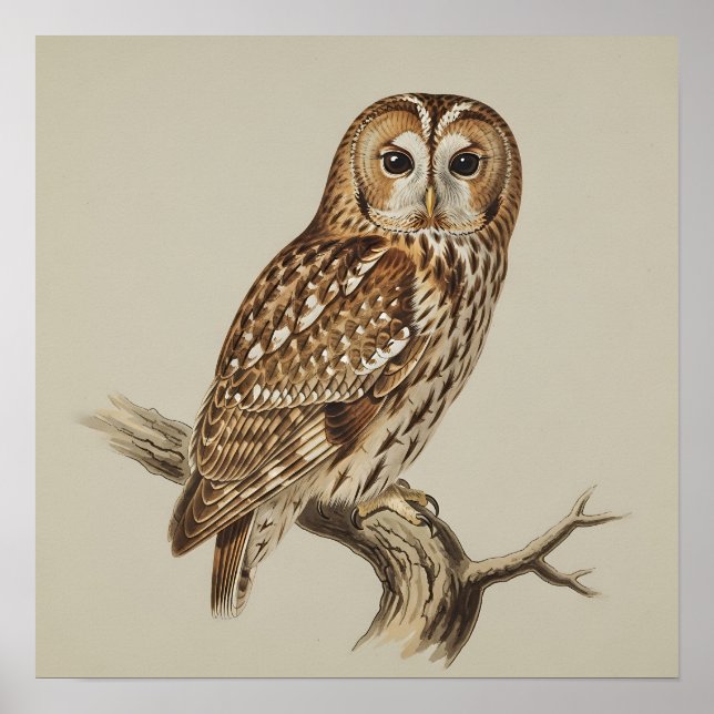 Affiche Hibou moyen-duc perché sur une branche (Devant)
