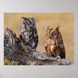 Affiche Hibou petit-duc perché dans un arbre
