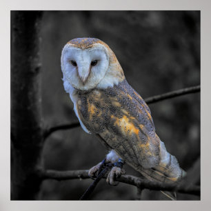 Affiche Hibou : Photographie couleur sélective