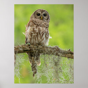 Affiche Hibou rayé sur branche d'arbre