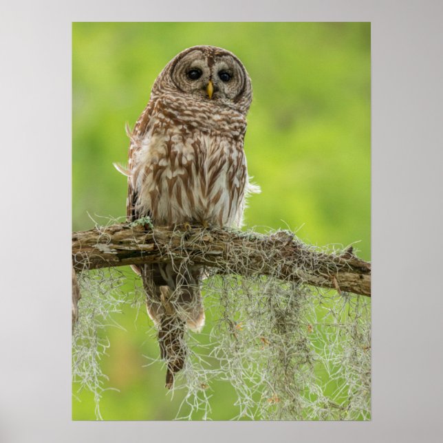 Affiche Hibou rayé sur branche d'arbre (Devant)