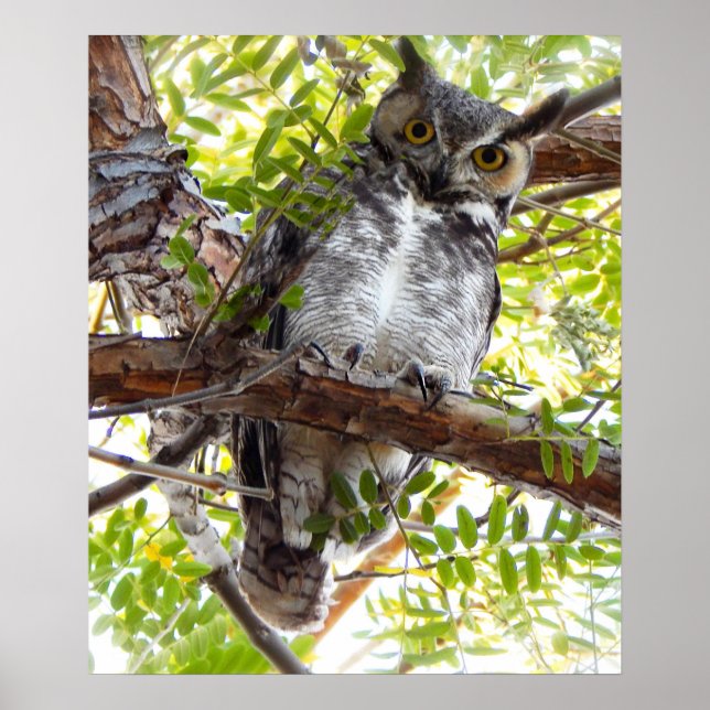 Affiche Hibou regardant vers le bas depuis une branche (Devant)