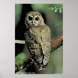 Affiche Hibou repéré du nord