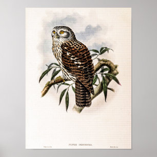 Affiche Hibou vintage de John Gould