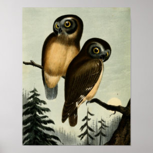 Affiche Hibou vintage de Kirtlands