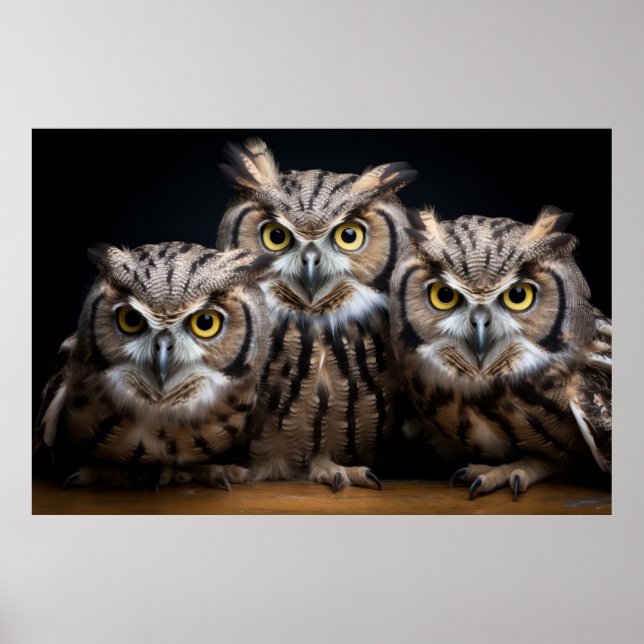 Affiche Hibou Wild Animal Portrait Nature Beauté (Devant)