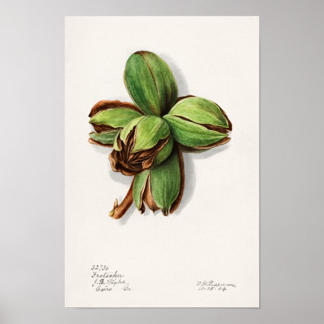 Affiche Hickory (Carya) Peinture d'aquarelle aux fruits (Devant)