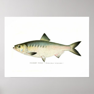 Affiche Hickory Shad