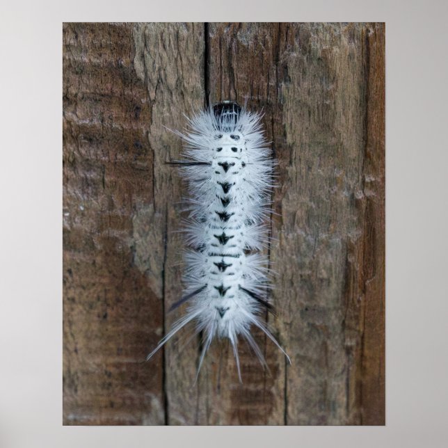 Affiche Hickory Tussock Moth (Devant)