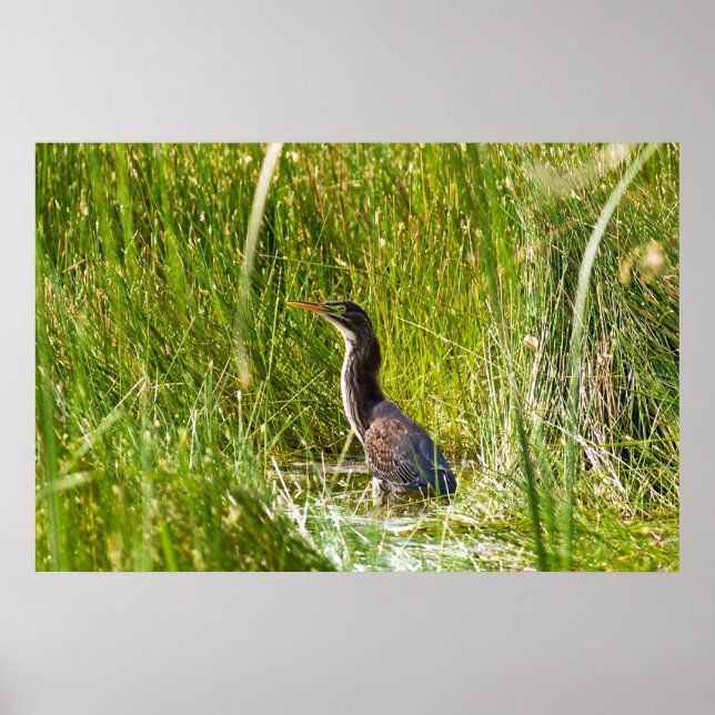 Affiche "Hidden Heron" (Paysage) (Devant)