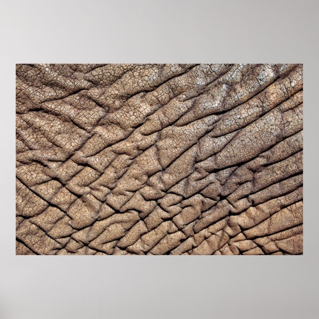 Affiche Hide d'Afrique (Devant)