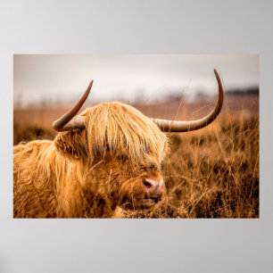 AFFICHE HIGHLAND CATTLE