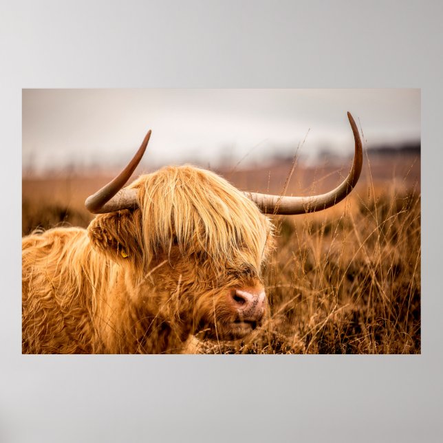 AFFICHE HIGHLAND CATTLE (Devant)