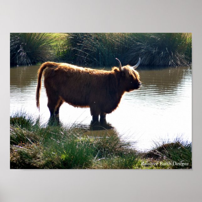 Affiche Highland Cattle (Devant)