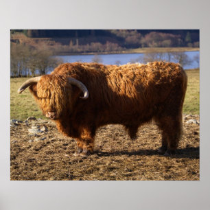 Affiche Highland Cattle Bull, Écosse