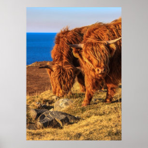 Affiche Highland Cattle Poster/Print