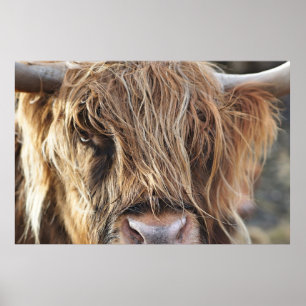 AFFICHE HIGHLAND CHÂTEAU VACHE FACE