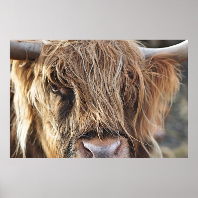 AFFICHE HIGHLAND CHÂTEAU VACHE FACE (Devant)