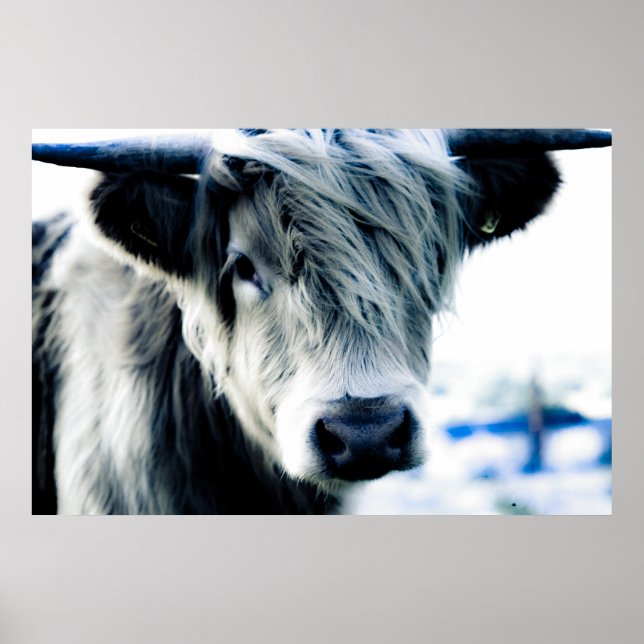 Affiche Highland Cow (Devant)