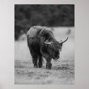 Affiche Highland Cow Noir Et Blanc Rustique Ferme