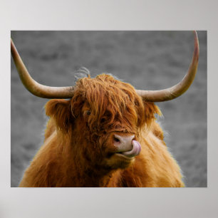 Affiche Highland Cow Scotland Russe Noir Blanc