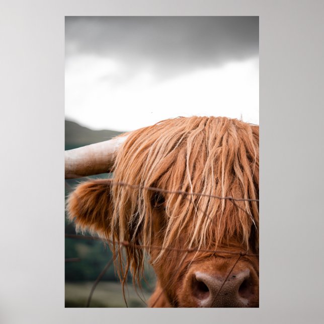 AFFICHE HIGHLAND KING (Devant)